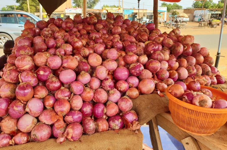 L’importance de la labélisation de l’oignon de Galmi