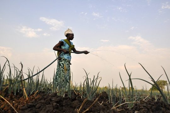 Une femme qui arrose un plant d'oignon