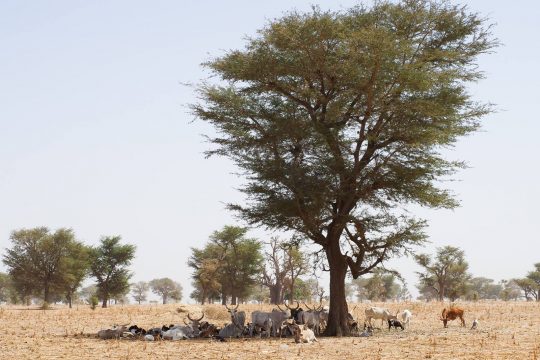 Des animaux se reposant sous un Gao