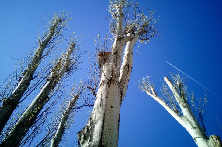 Quelles sont les techniques d’élagage des arbres ?