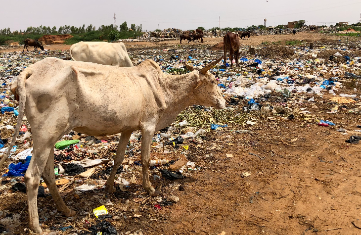 Impact des déchets plastiques sur la santé animale