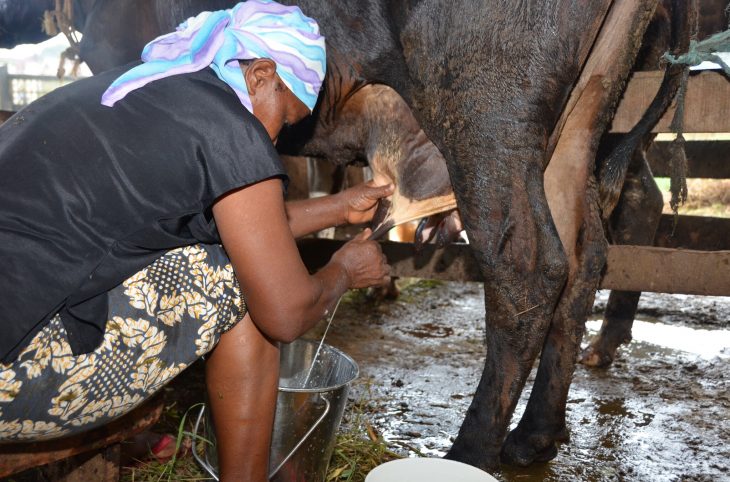 Commerce du lait par les femmes peulhs de Birni N’Gaouré