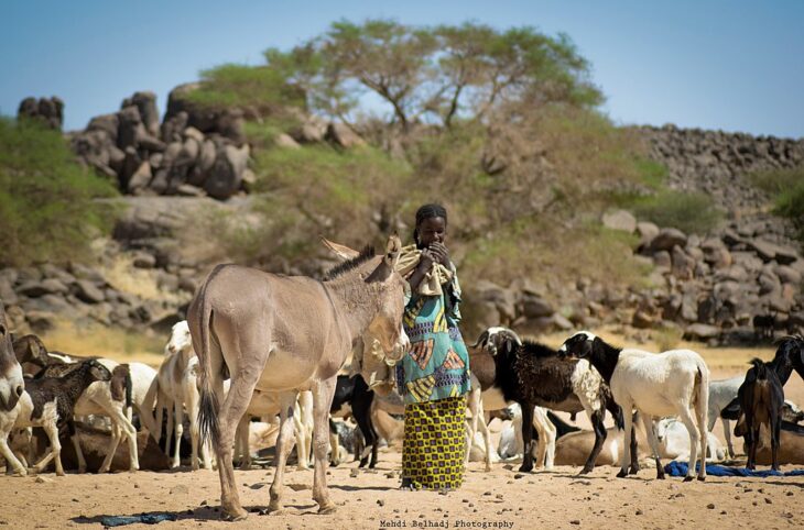 La résolution des problèmes du pastoralisme au Sahel