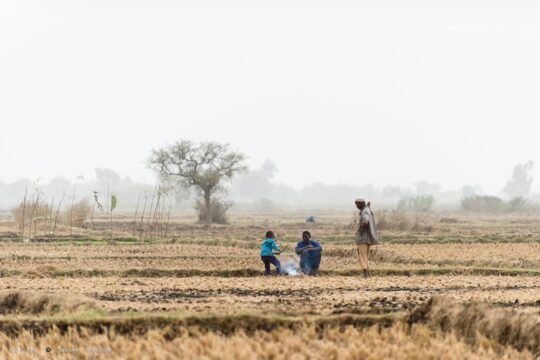 Des agriculteurs dans une rizière (Niamey, Niger, le 3 janvier 2016) - Photo par Gustave Deghilage, source: flickr.com