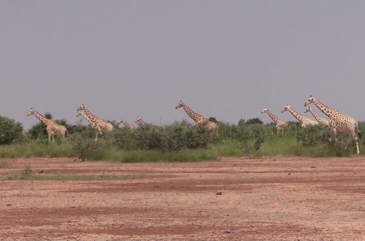 Création aires protégées pour girafes