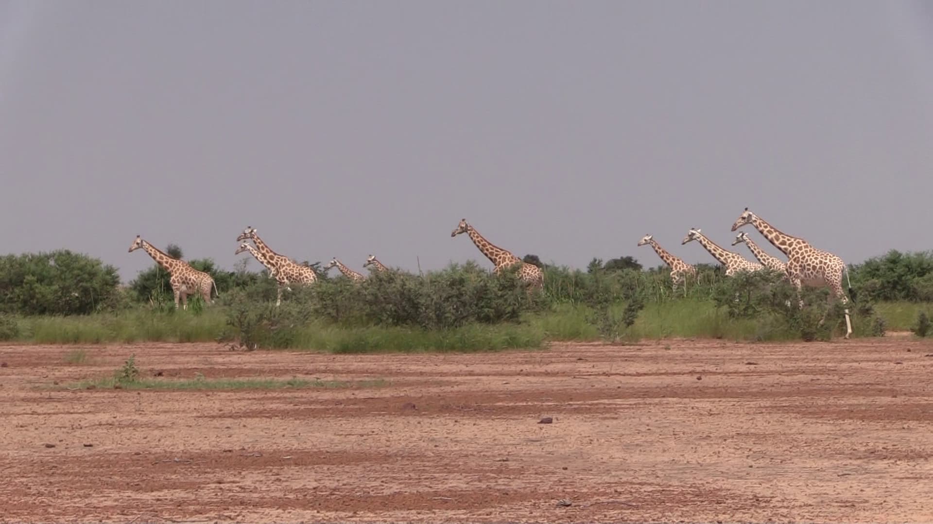 Création aires protégées pour girafes