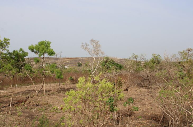 Forêt classée de chabare Tessaoua 