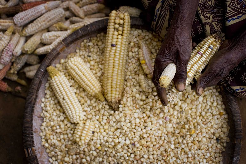 La cherté du maïs impacte des familles à Gaya