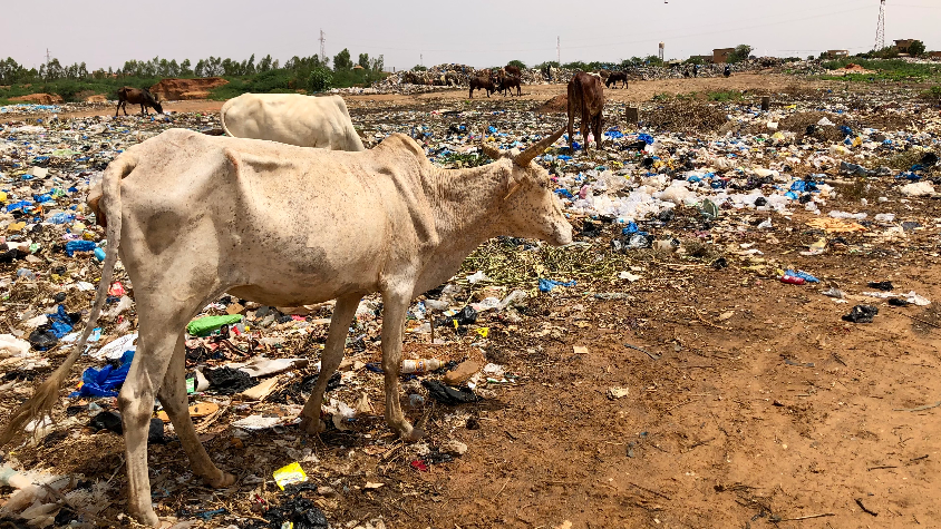 Impact des déchets plastiques sur le pâturage