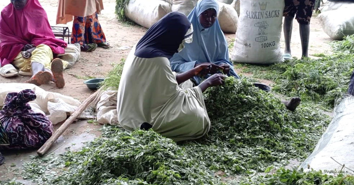 Maraliyya une transformatrice de moringa à Djirataoua