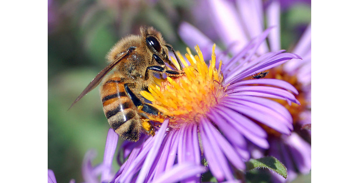 Le rôle des abeilles dans la préservation de la sécurité alimentaire.