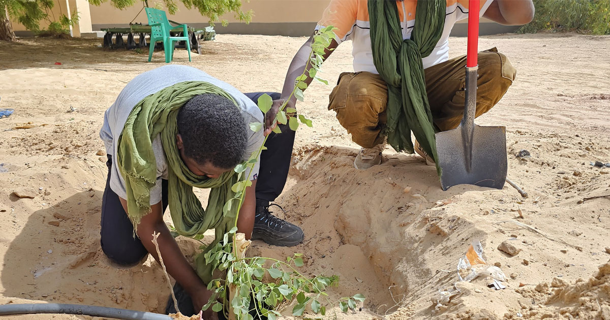 Des jeunes plantes des arbres à l’occasion de la fête du 03 août