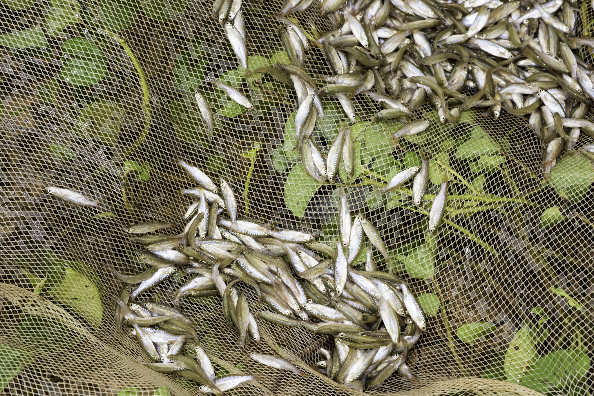 Les jeunes de Gaya face aux nouveaux enjeux de la pêche 🎣