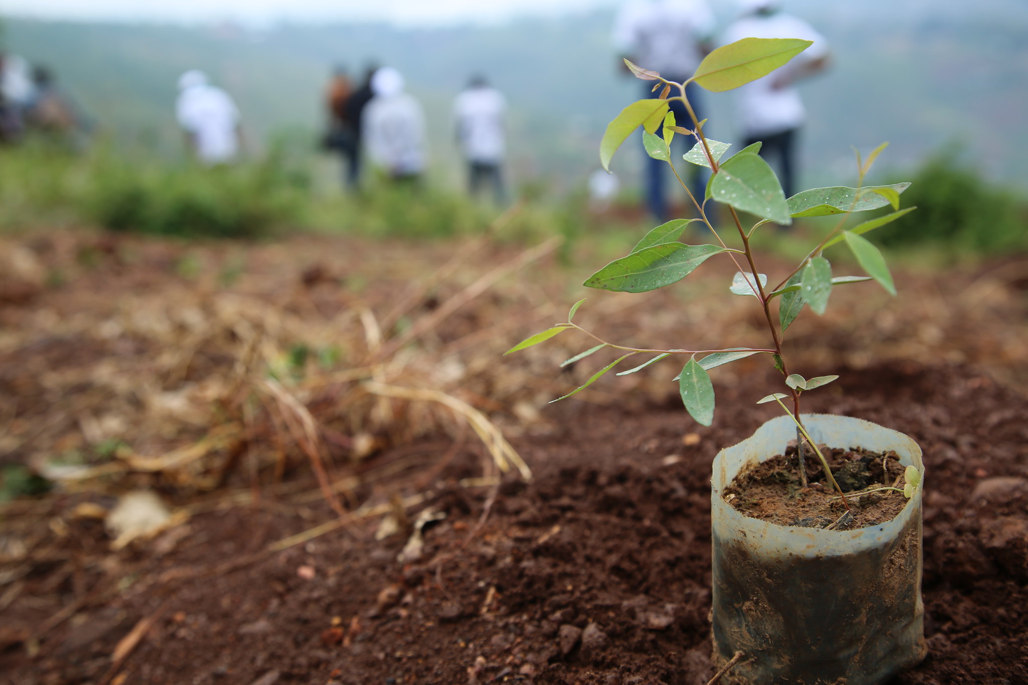 Rôle et engagement des enfants dans la protection de l’environnement en milieu scolaire au Niger