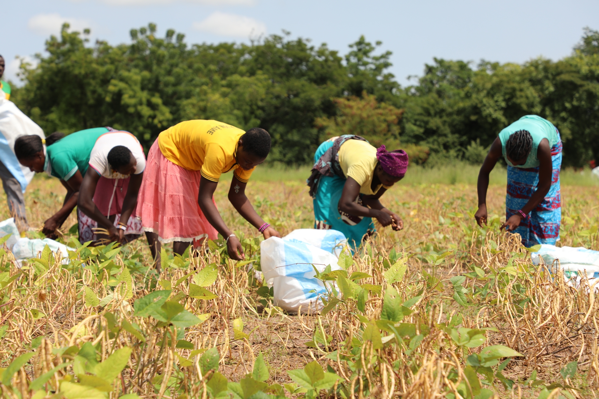 Contribution des femmes de Say dans la gestion des rendements agricoles