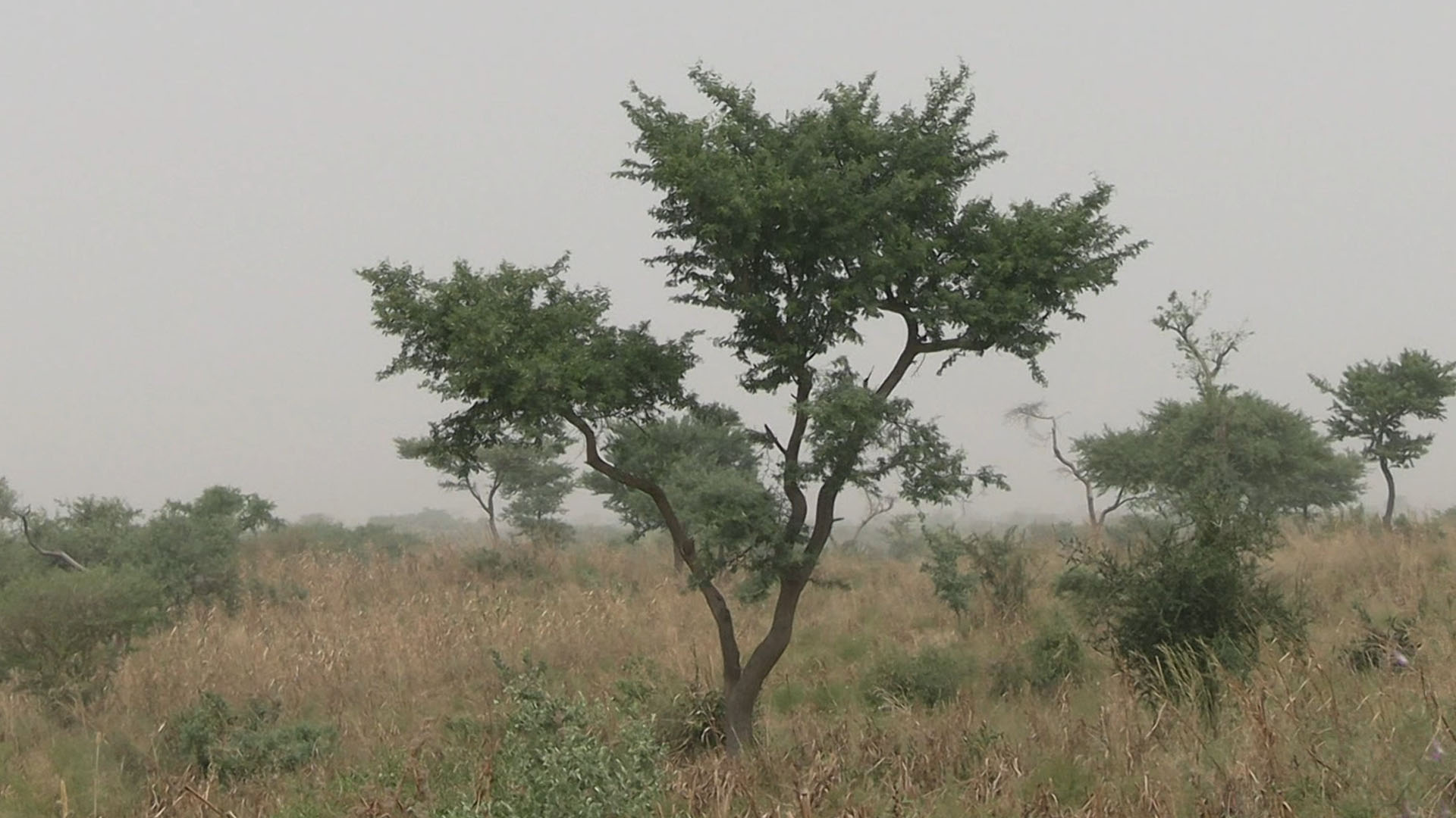 Explication sur la protection des arbres « Gao » dans le département de « Kanché »