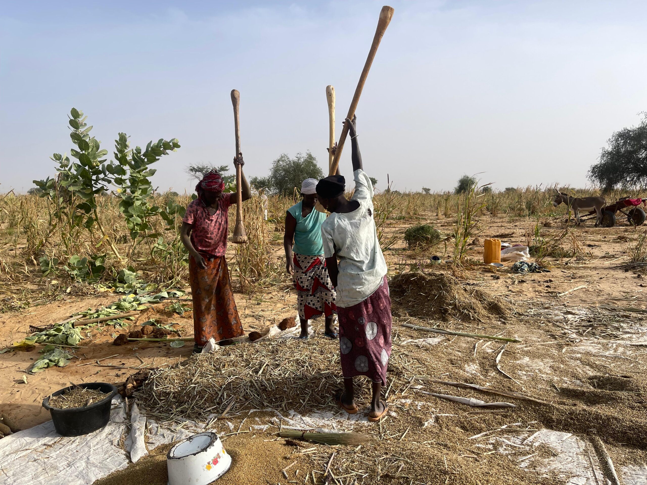 Les conséquences du changement climatique sur l’agriculture, une menace pour la sécurité alimentaire à Mayahi