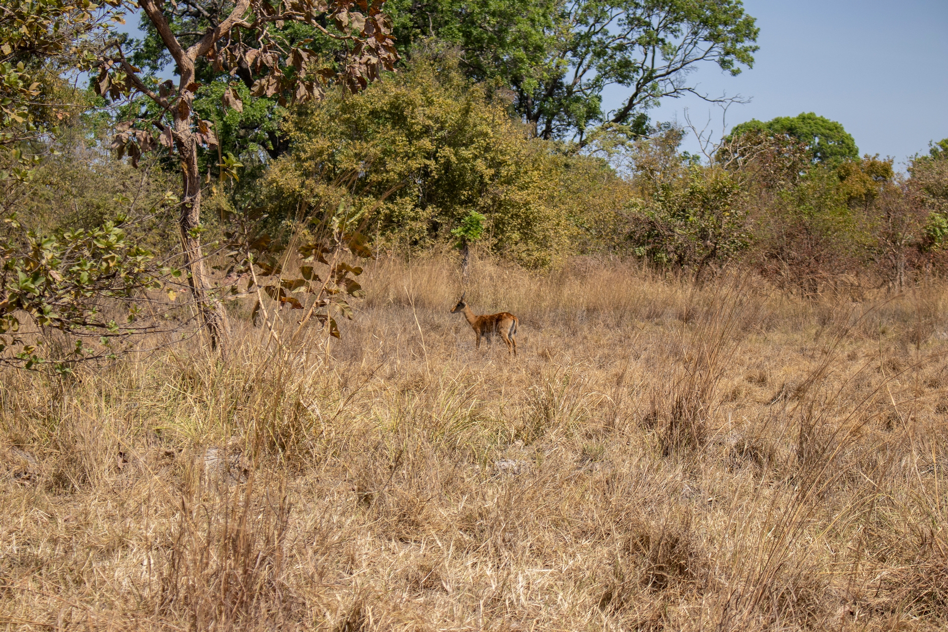 L’implication des communautés dans la gestion durable des terres : cas de la  forêt de Takoudé