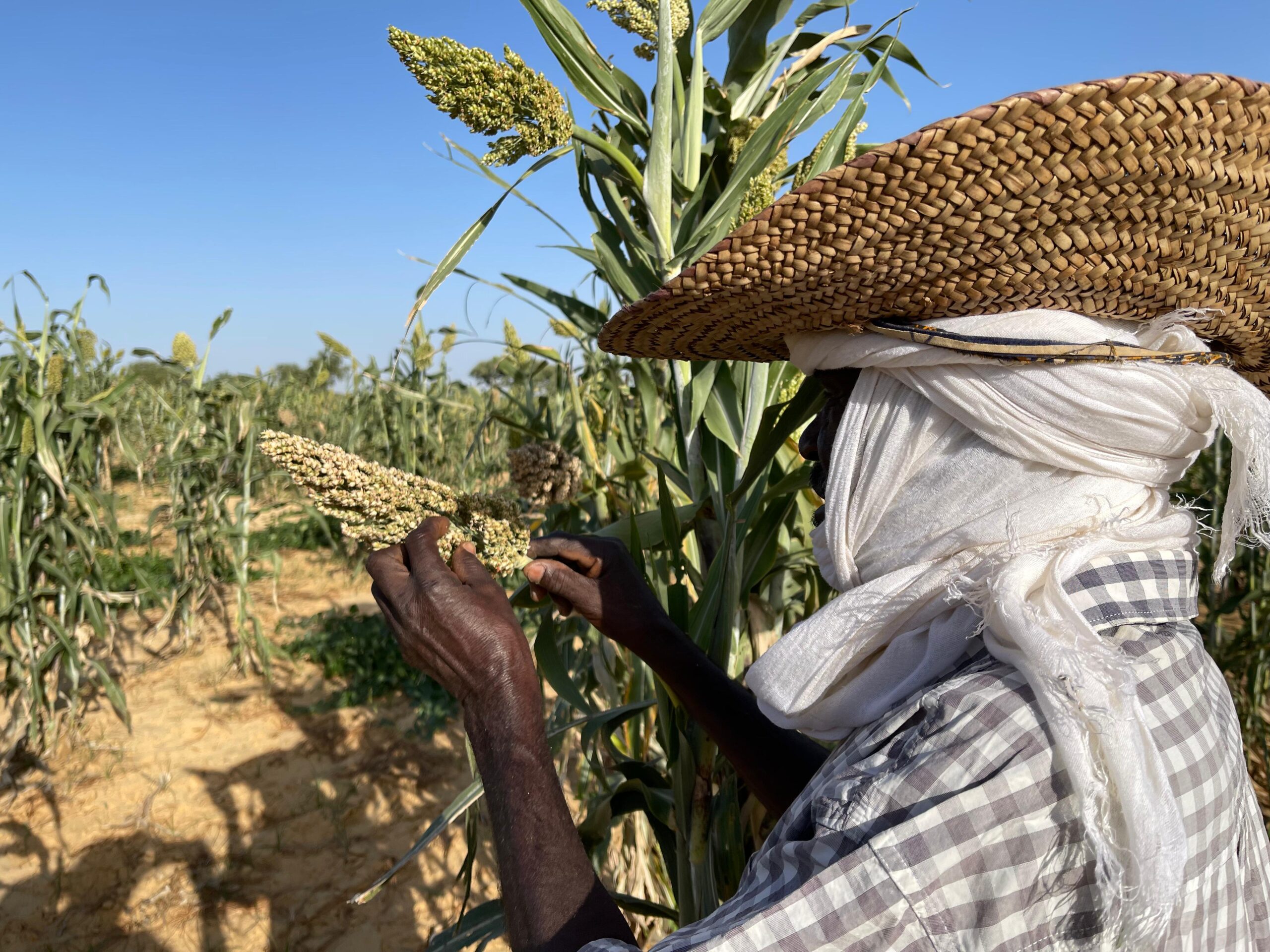 L’utilisation des semences améliorées pour s’adapter aux changements climatiques                     