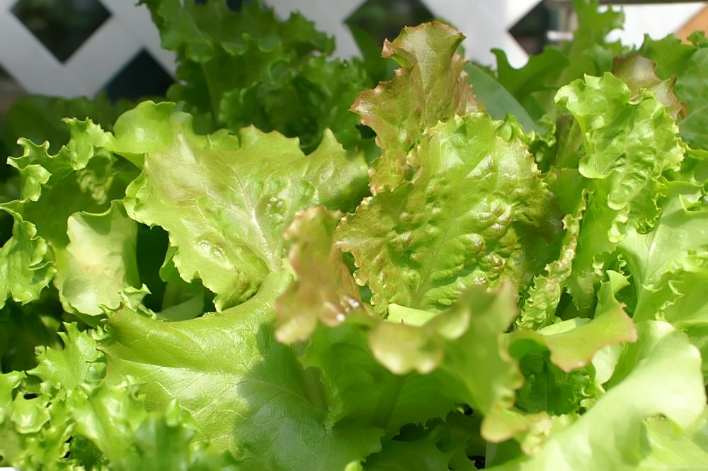 Sur les marchés de Niamey, la salade disponible un peu partout