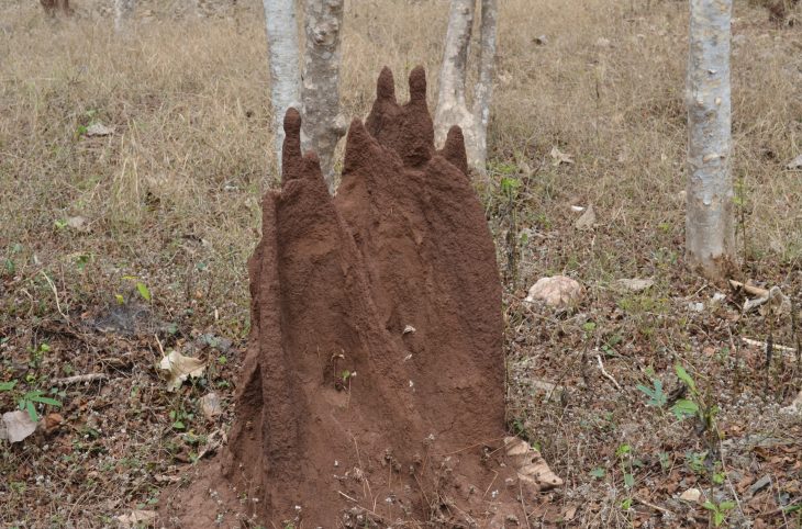 Dogondoutchi/ Des femmes fouillent des termitières à la recherche de graines de mil…