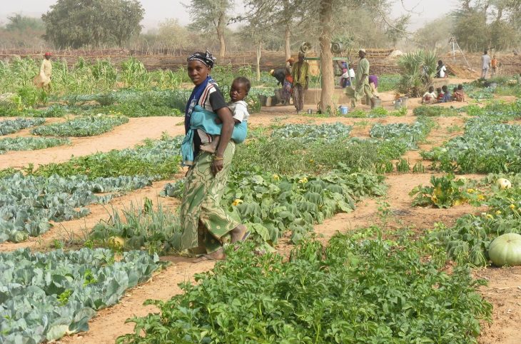 Les cultures maraîchères : un moyen de lutte contre l’exode des jeunes à Gaya, dans la région de Dosso au sud-ouest du Niger