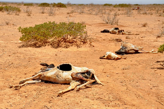 Les populations du sahel en insécurité alimentaire