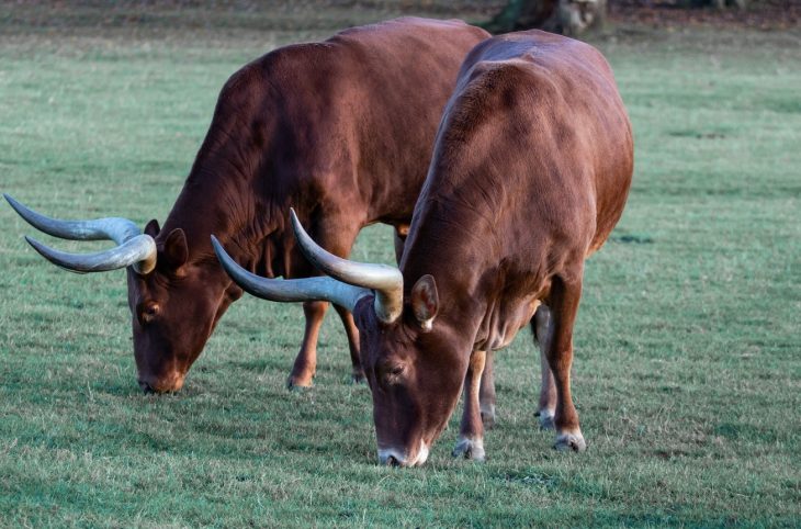 Région de Diffa / Vers la fin du pastoralisme ?