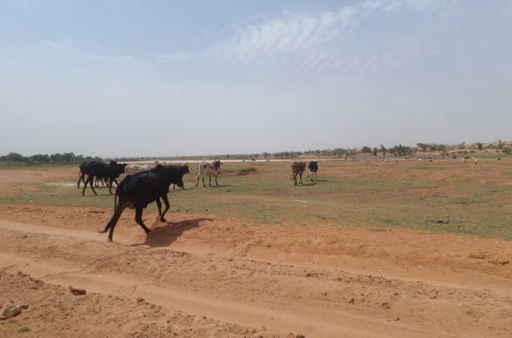 Boboye/ L’apaisement dans la cohabitation agriculteurs et éleveurs.