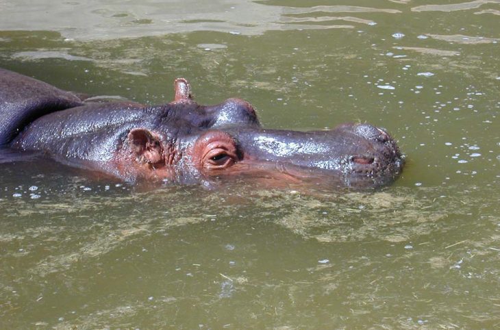 La difficile cohabitation des populations et des hippopotames à Ayerou (région de Tillabery)