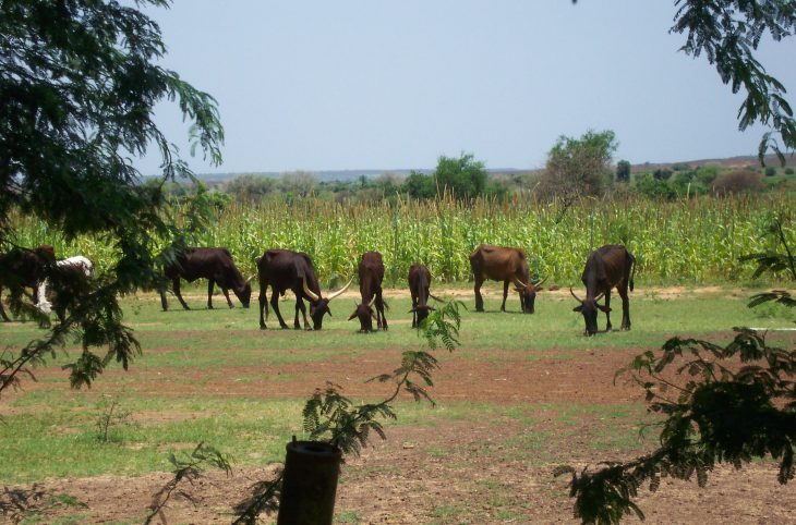 Dogondoutchi / Le chef de l’Aréwa exige des chefs coutumiers l’impartialité dans la gestion des conflits entre agriculteurs et éleveurs