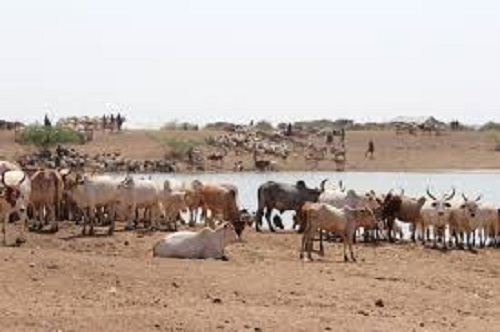 Département de Tanout/ Une situation pastorale propice aux bonnes affaires des éleveurs