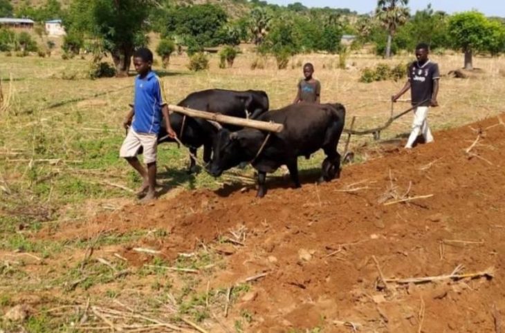 Les jeunes de Gaya se préparent pour les travaux champêtres