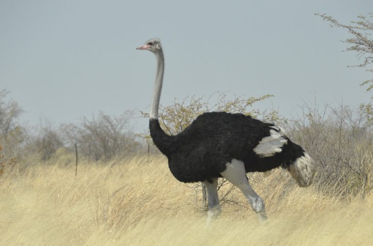 Maradi / Après les girafes, la réserve de Gadabédji va bientôt accueillir des autruches