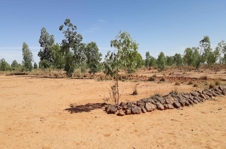 Au Niger, on récupère les terres dégradées