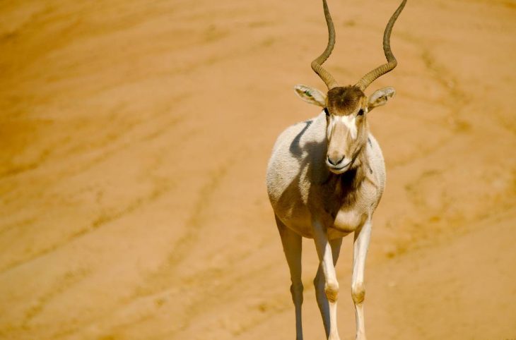 Plusieurs espèces d’animaux en voie de disparition, menacées de braconnage dans la réserve naturelle de Termit/Tin-Toumma